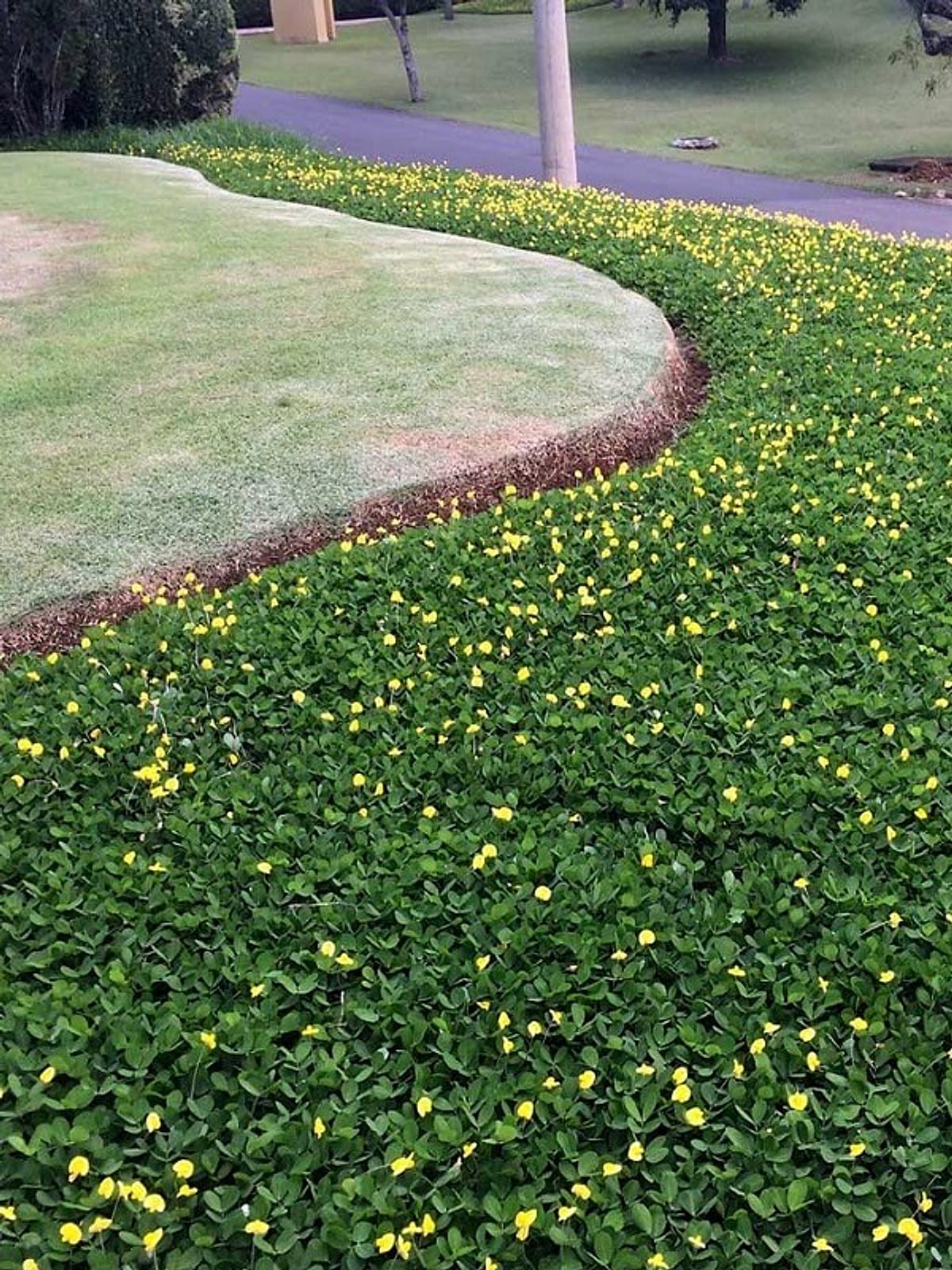 Amendoim em forração ornamental — paisagismo de jardim