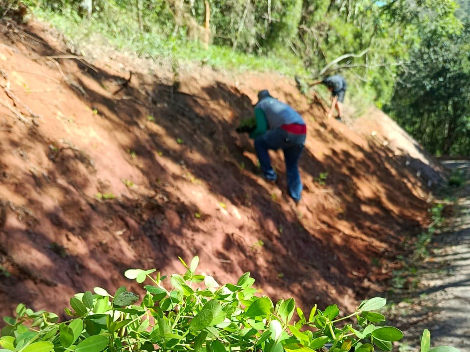 Plantio da Amendoim em talude — controle de erosão