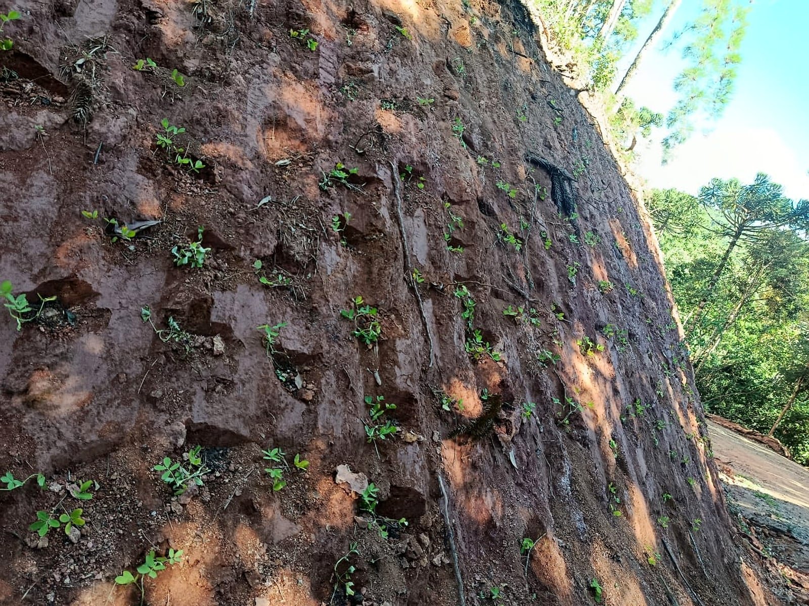 Amendoim começando a brotar em barranco íngreme