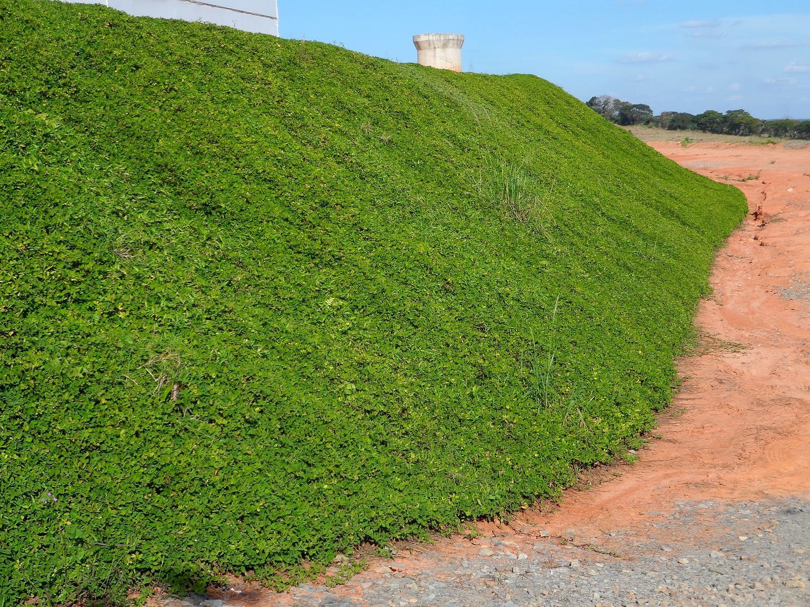 Amendoim consolidada — talude verde fixando o solo