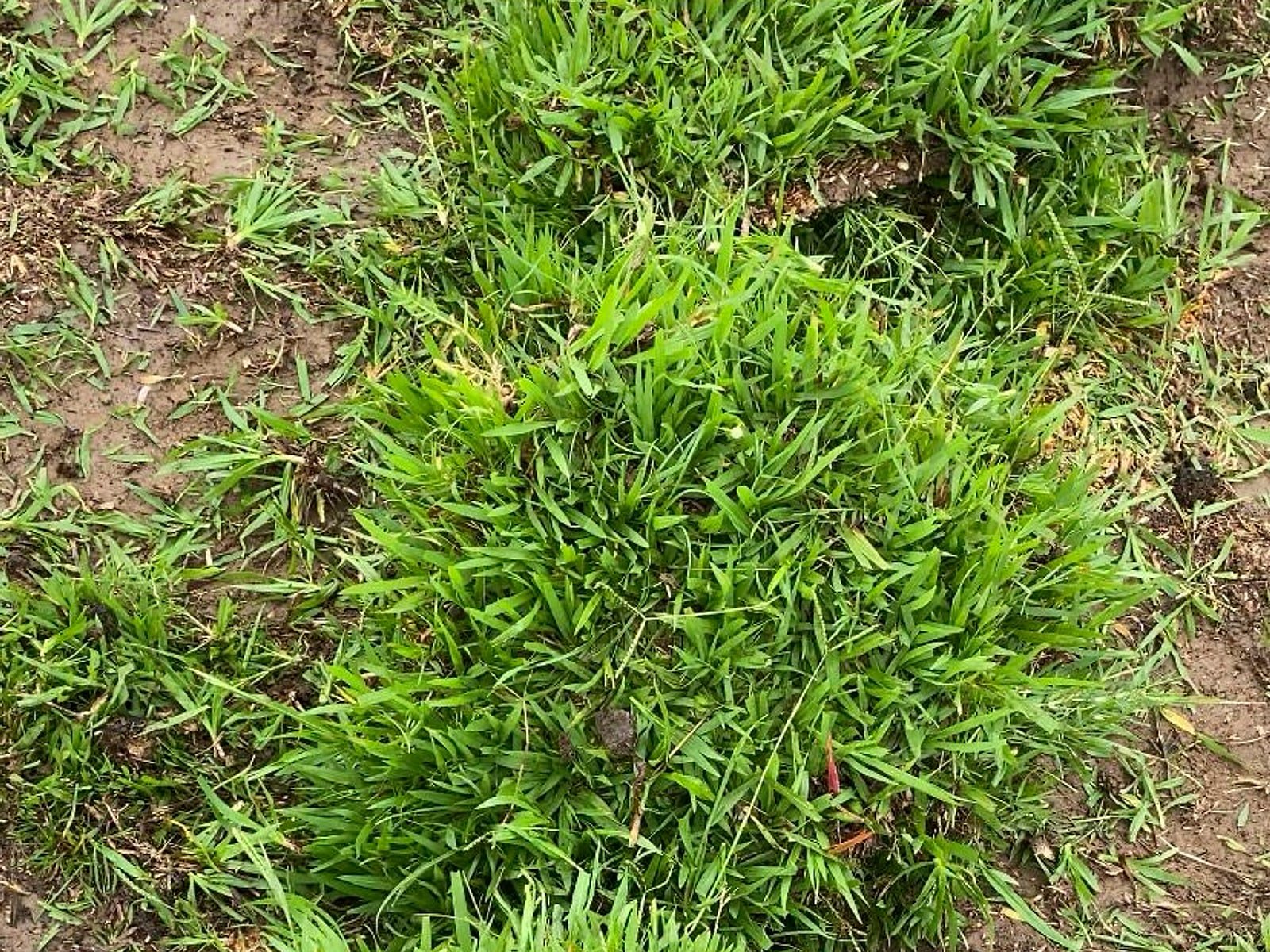 Touceiras de Grama Batatais — característica da variedade rústica