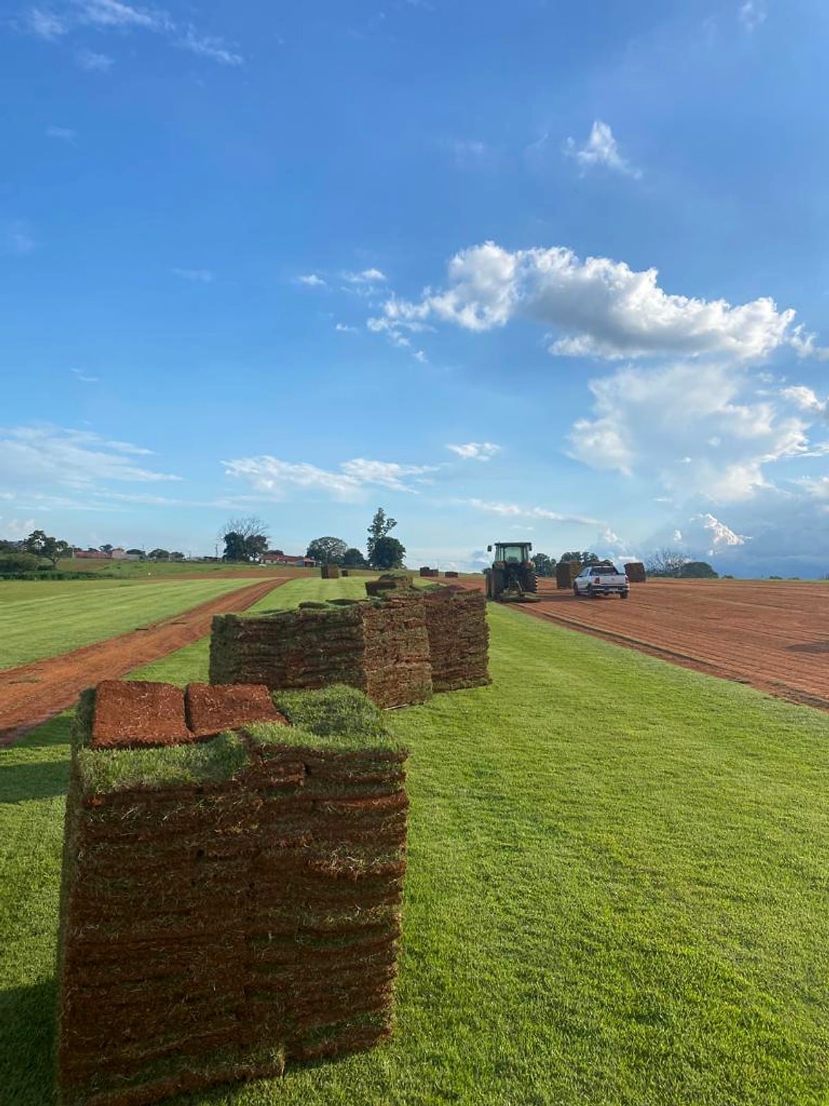 Placas de Grama Esmeralda prontas para entrega