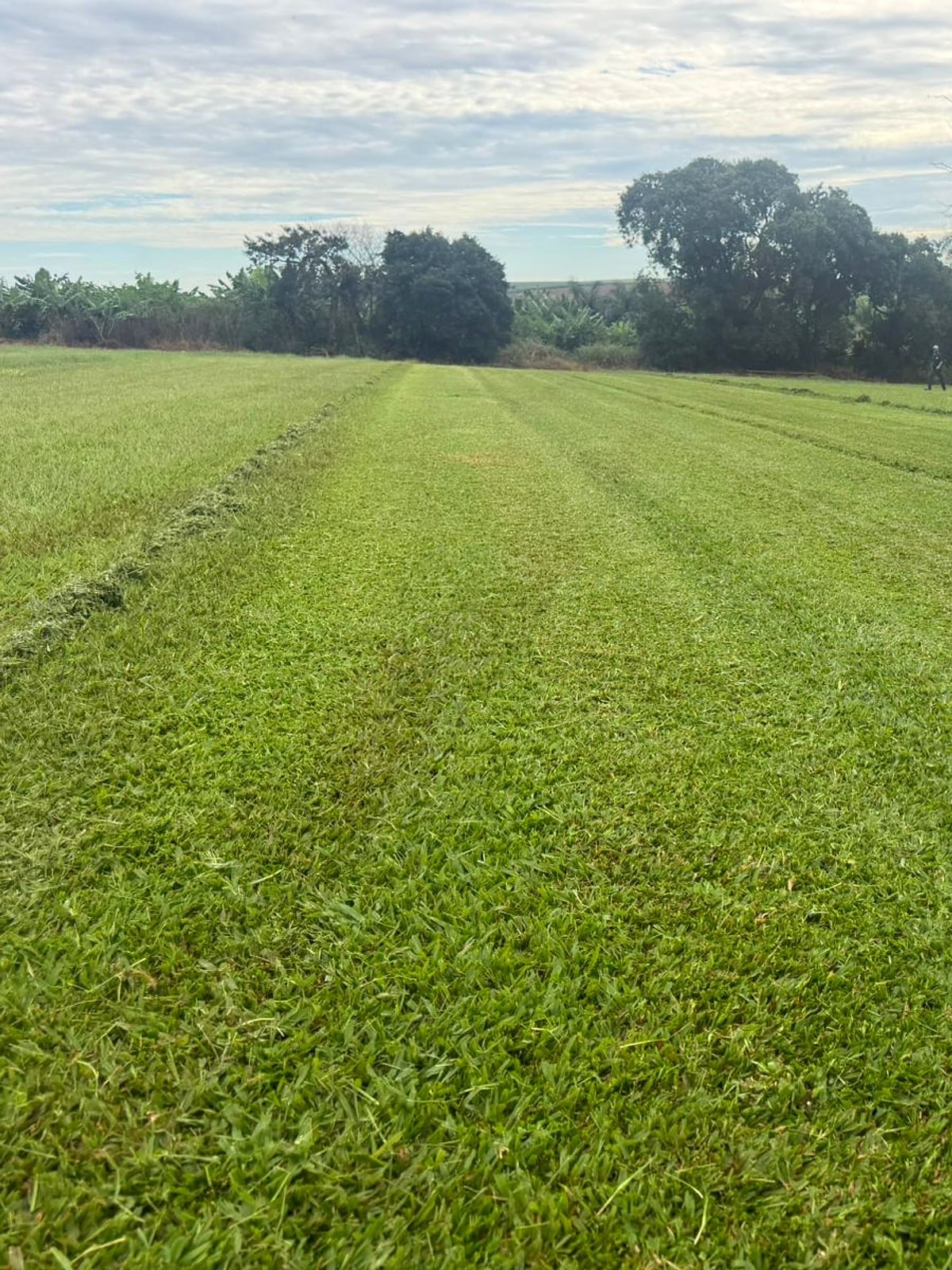 Trator preparando o campo de cultivo da São Carlos Plus