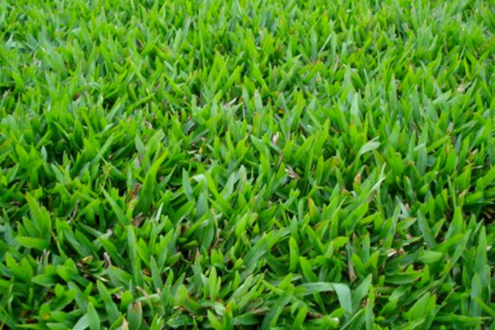 Grama São Carlos Plus