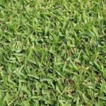 Grama Santo Agostinho