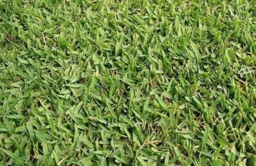 Grama Santo Agostinho