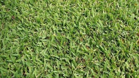 Grama Santo Agostinho